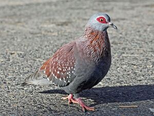 Speckled Pigeon RWD1.jpg