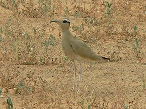 Cream-coloured courser.jpg