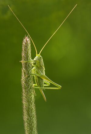 Tettigonia virdissima nymph on Phleum pratense.jpg