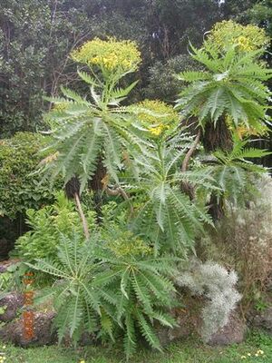Jardin Botanico Viera y Clavijo.jpg