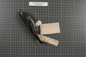Naturalis Biodiversity Center - RMNH.AVES.153727 1 - Fringilla teydea polatzeki Hartert, 1905 - Fringillidae - bird skin specimen.jpeg