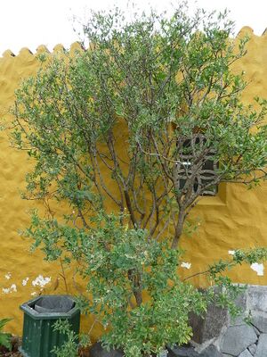 Anagyris latifolia.jpg