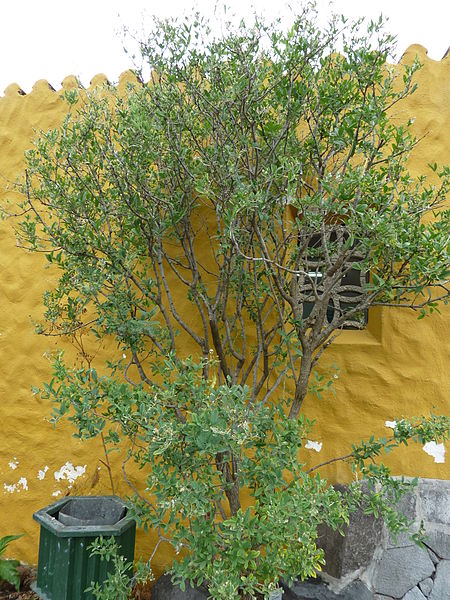 Archivo:Anagyris latifolia.jpg