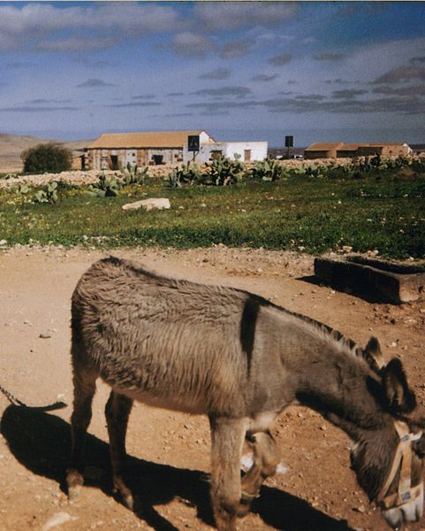 Archivo:Burro majorero.jpg