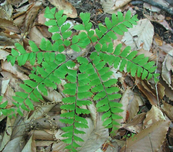 Archivo:Adiantum pedatum - maidenhair fern - desc-foliage top view.jpg