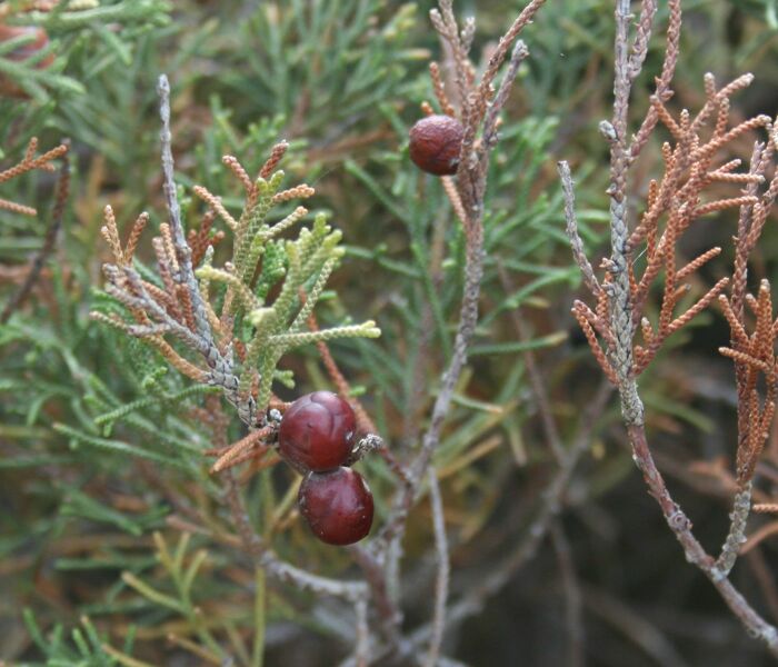 Archivo:Juniperus phoenicea1.jpg