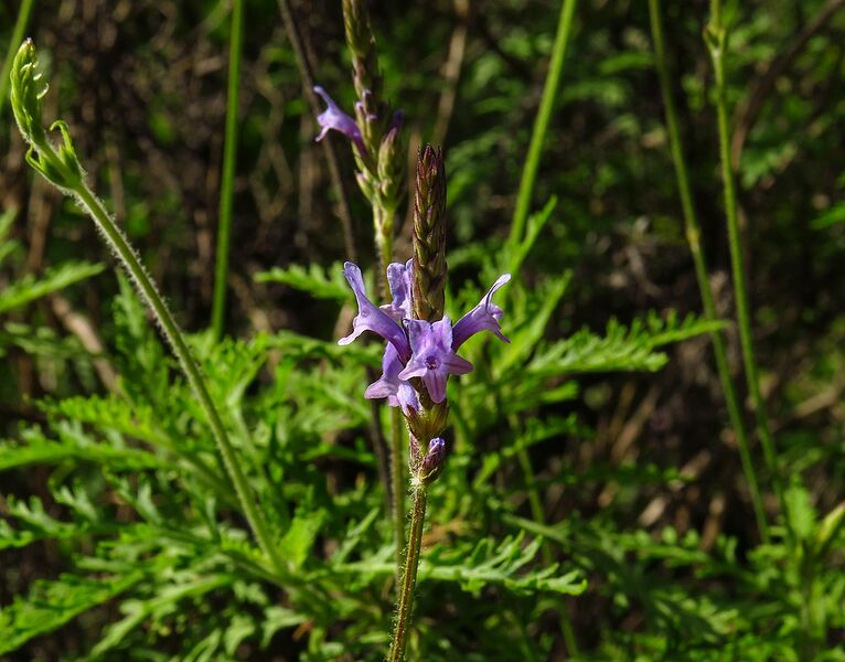 Archivo:Lavandula canariensis canariae 2601.jpg