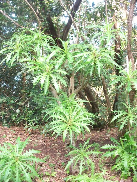 Archivo:Sonchus canariensis.jpg