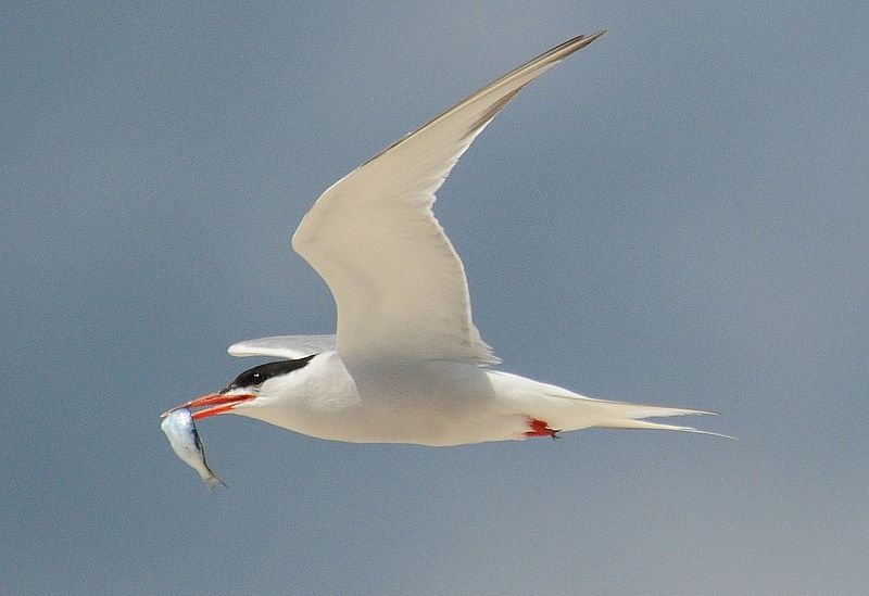 Archivo:Common tern with fish.jpg