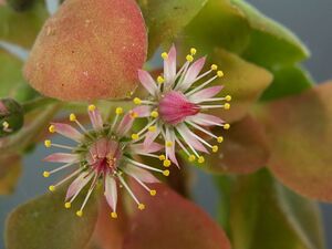 Aeonium goochiae PICT3763.jpg