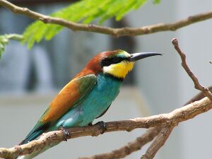 Merops-apiaster.JPG