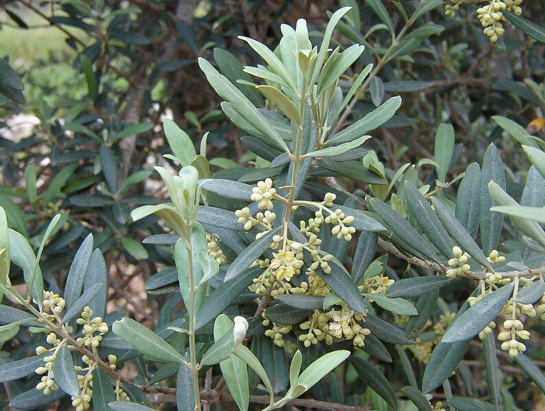 Archivo:Olive blossoms.jpg