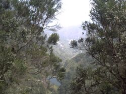 Garajonay070.JPG