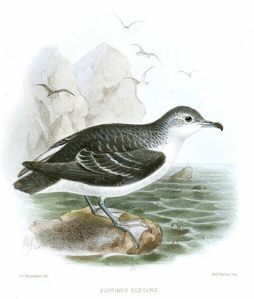 Archivo:PuffinusElegansKeulemans.jpg