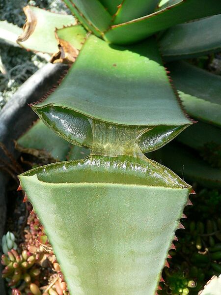 Archivo:Split Aloe.jpg