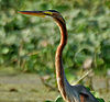 Purple Heron (Ardea purpurea) in Kolleru, AP W3 IMG 4052.jpg
