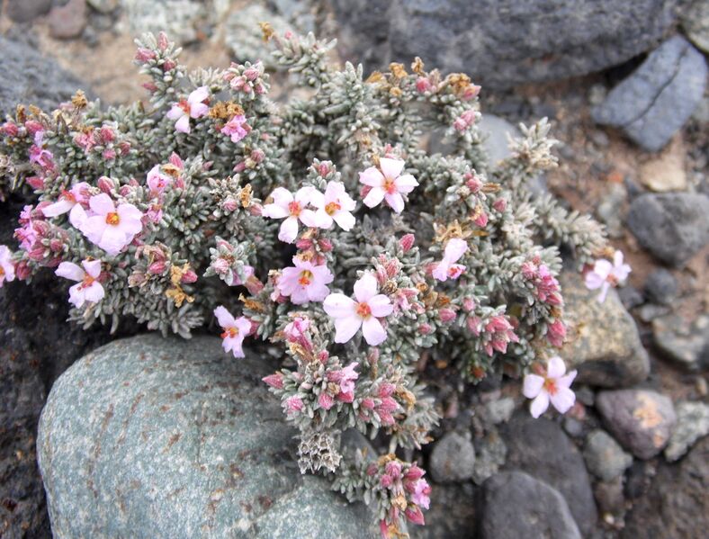 Archivo:Frankenia capitata kz2.JPG