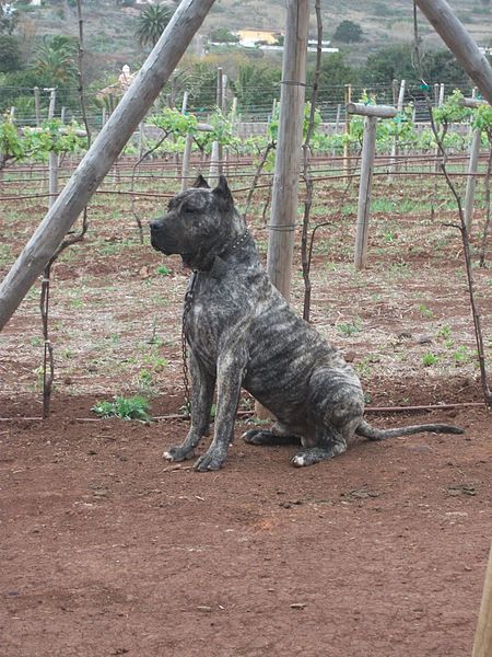 Archivo:Perro de Presa canario.jpg