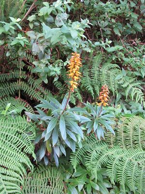 Digitalis (Isoplexis) canariensis by Scott Zona - 001.jpg