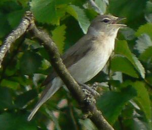 Garden Warbler.jpg