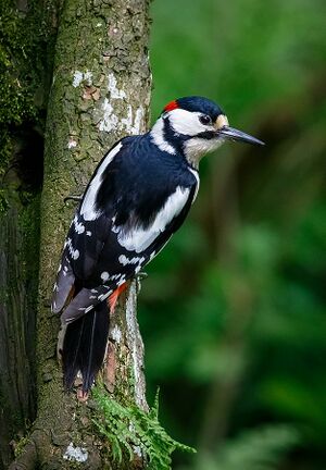 Greater Spotted Woodpecker (41554059345).jpg