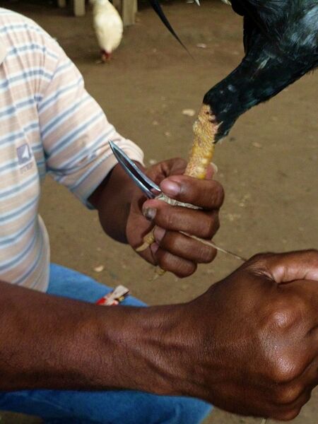 Archivo:Hahnenkampf 2.jpg