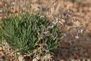 Img 4725-descripcion-canutillo-del-teide-hierba-conejera-silene-nocteolens.jpg