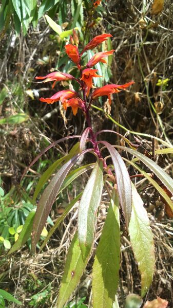 Archivo:Isoplexis chalcantha.jpg