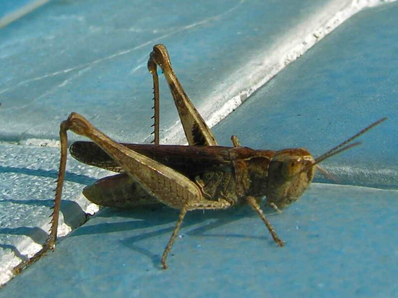 Archivo:Saltón 160eue.jpg