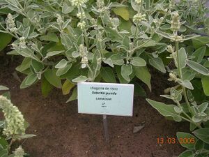 Chagorra de risco.jpg