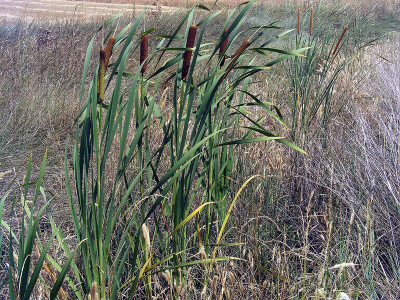 Archivo:Typha domingensis Habitus CampodeCalatrava.jpg