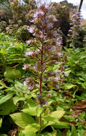 Echium strictum kz2.JPG