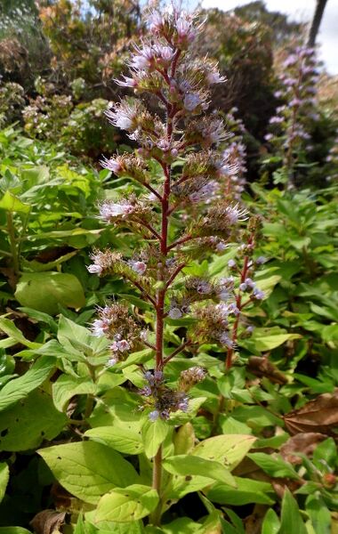 Archivo:Echium strictum kz2.JPG