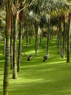 Kronenkraniche loroparque.jpg