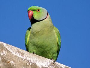 Rose-ringed Parakeet I IMG 9797.jpg