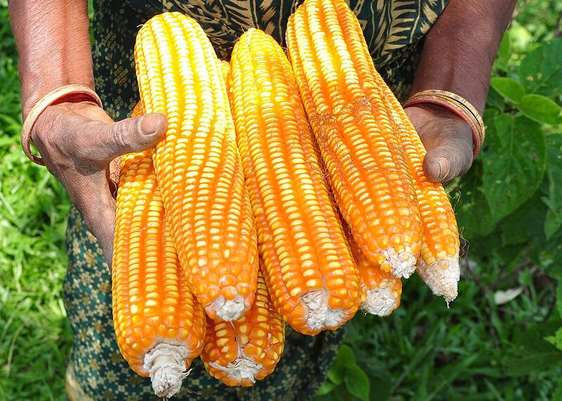 Archivo:Maize.jpg