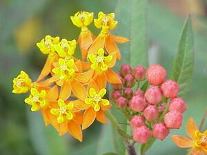 Asclepias curassavica13.jpg