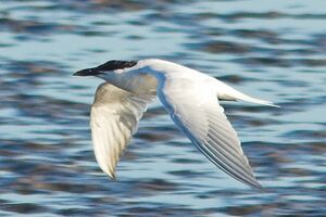 Gull-billed Tern.jpg