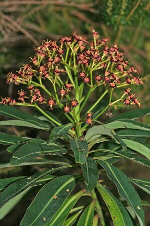 Euphorbia mellifera k1.jpg