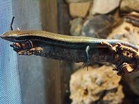Chalcides sexlineatus (Wroclaw zoo)-1.JPG