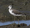 Greenshank cairns09.JPG