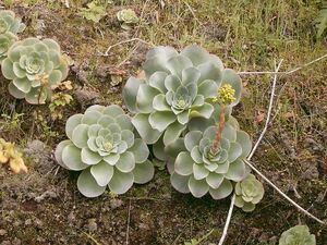 Greenovia diplocycla (Garafía) 06 ies.jpg