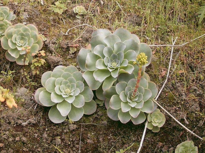 Archivo:Greenovia diplocycla (Garafía) 06 ies.jpg