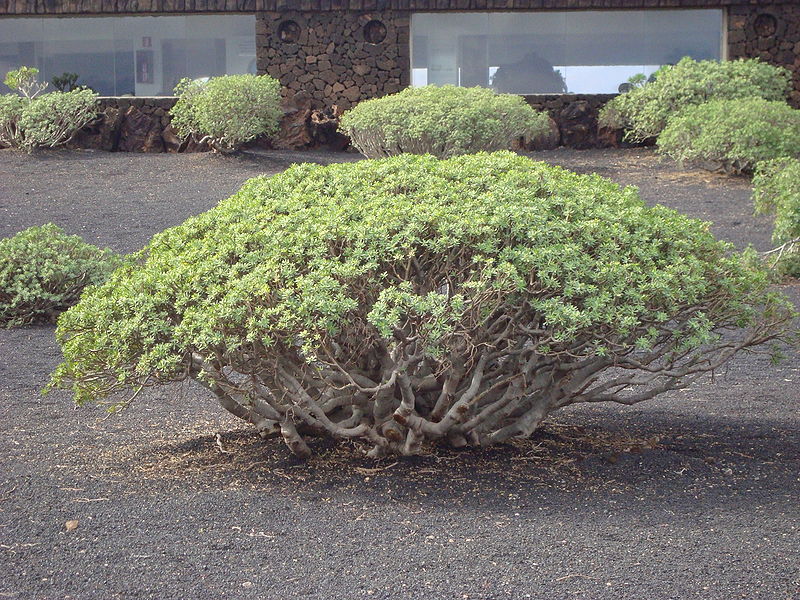 Archivo:Tabaiba Lanzarote.JPG