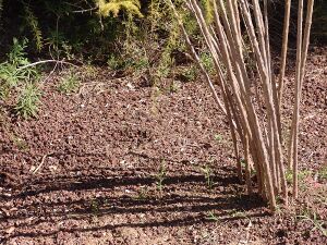 Asparagus scoparius (13).JPG