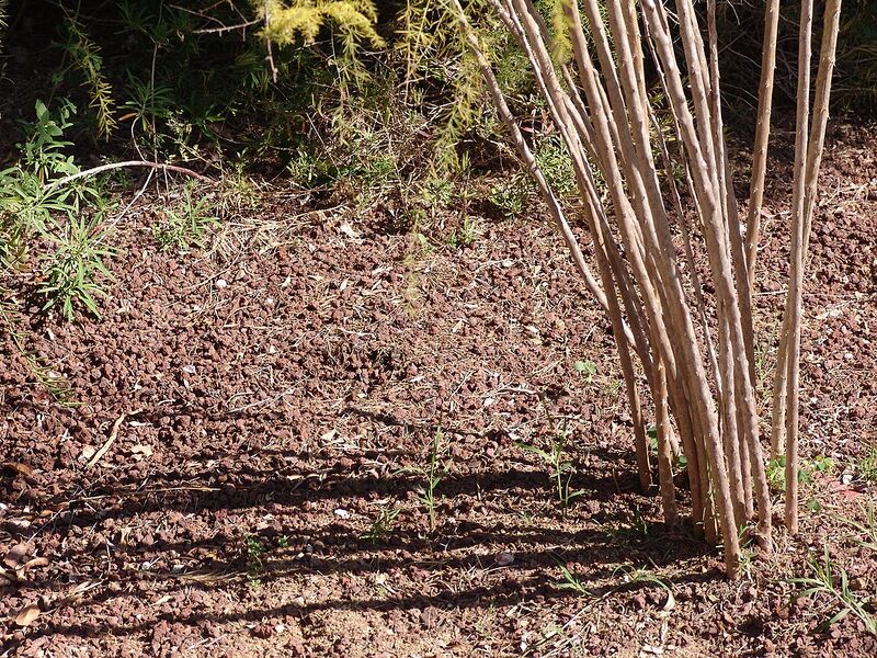 Archivo:Asparagus scoparius (13).JPG