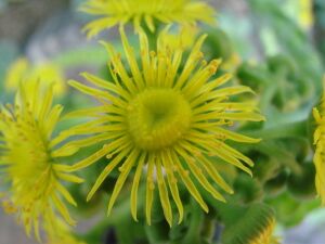 Greenovia dodrantalis (BG Zurich)-03.JPG