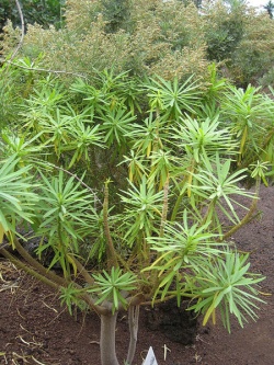 Euphorbia obtusifolia.jpg
