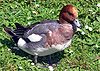 Eurasian.wigeon.2.arp.750pix.jpg