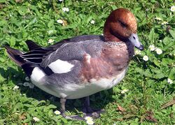 Eurasian.wigeon.2.arp.750pix.jpg